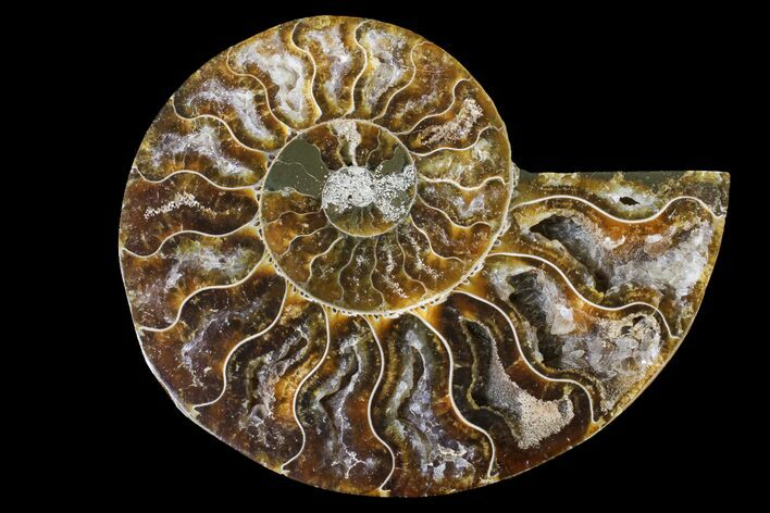 Cut & Polished Ammonite Fossil (Half) - Agate Replaced #146208